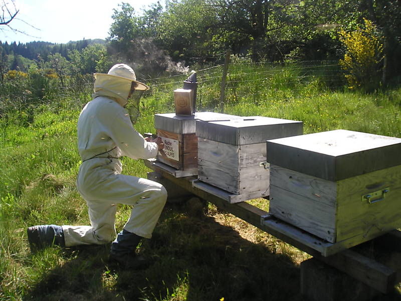 La ruche Fenouil des alpes