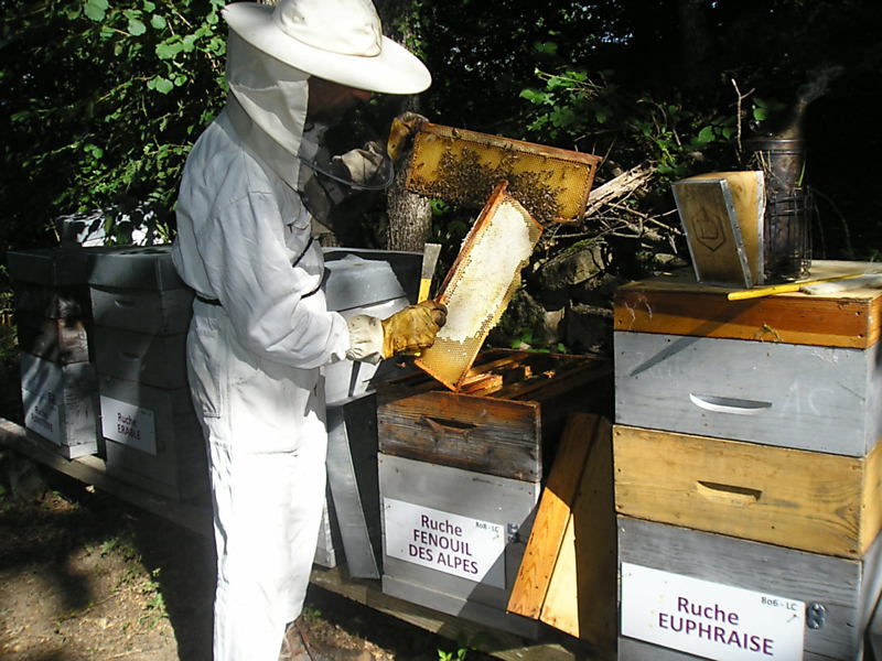 La ruche Fenouil des alpes