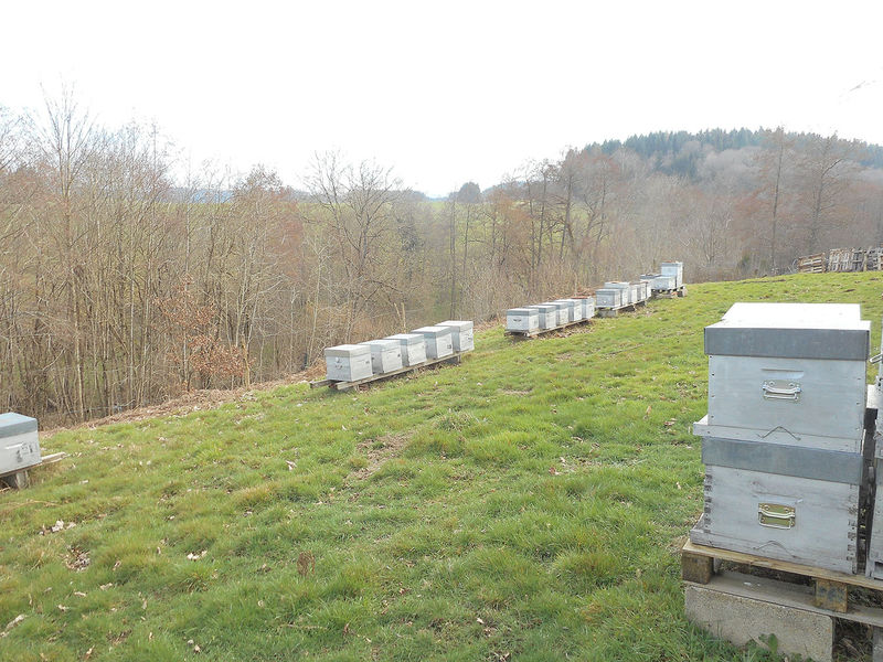 La ruche Fenouil des alpes