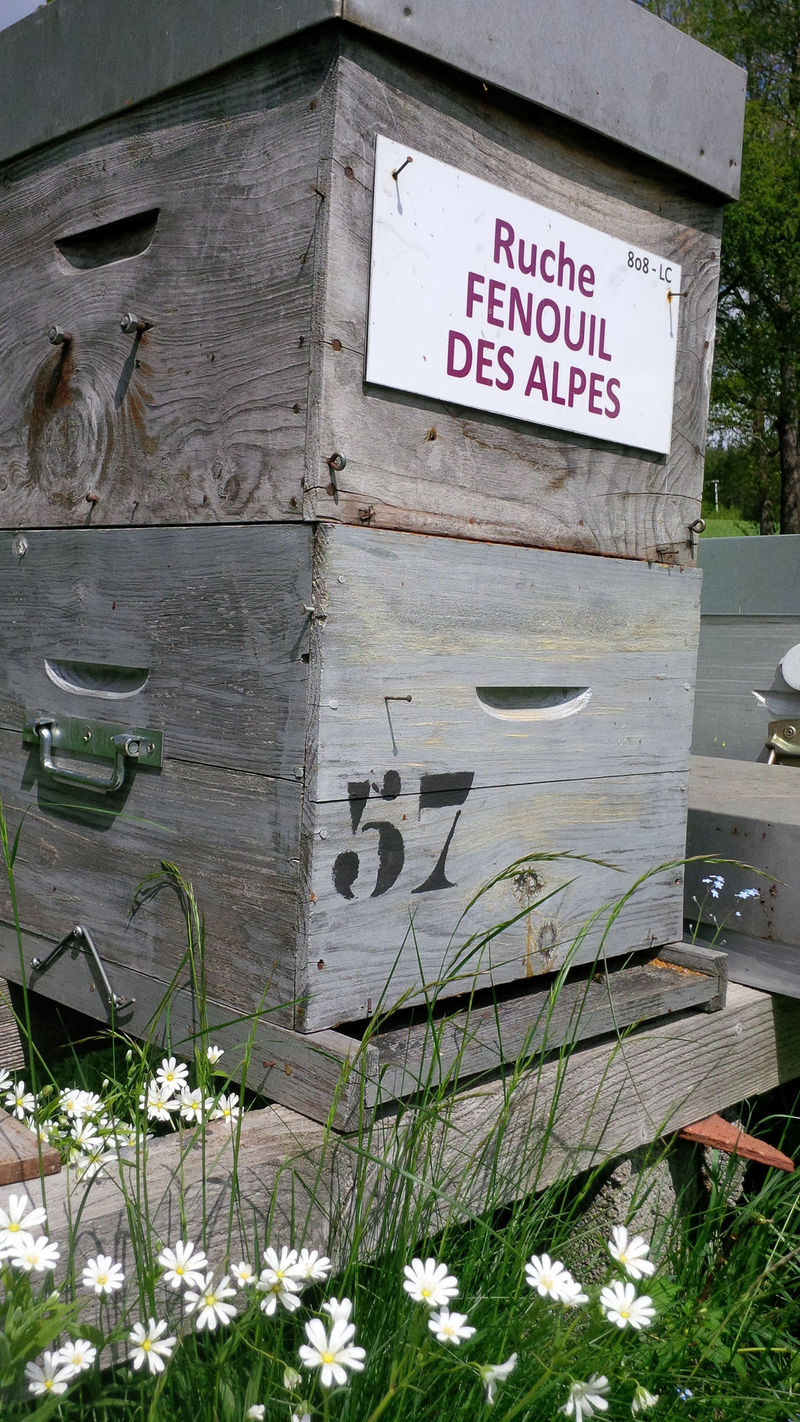 La ruche Fenouil des alpes