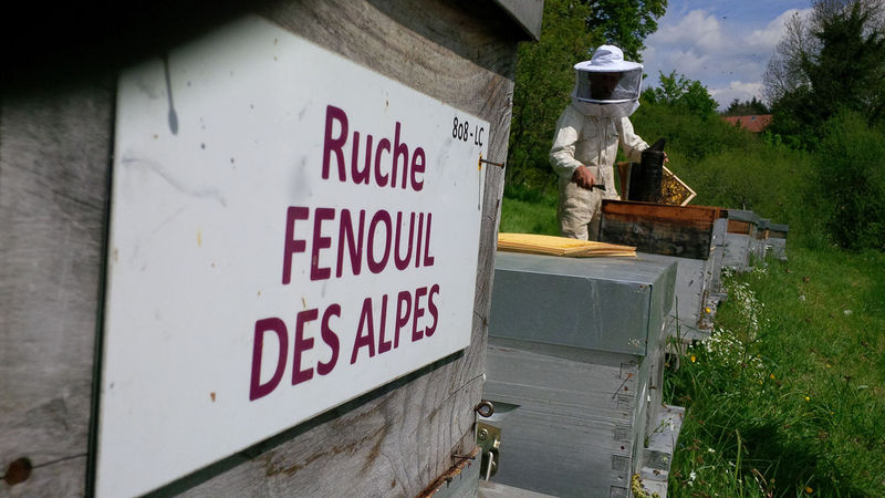 La ruche Fenouil des alpes
