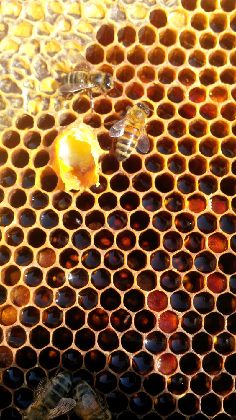 La ruche Fenouil des alpes