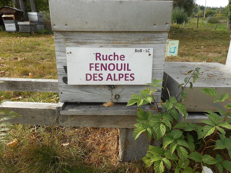 La ruche Fenouil des alpes