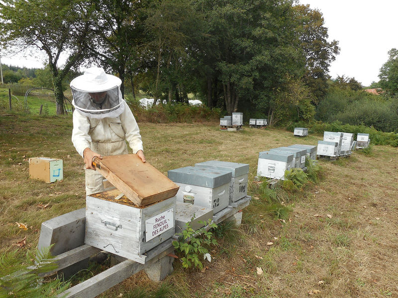 La ruche Fenouil des alpes
