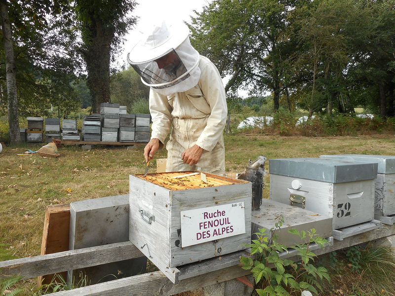 La ruche Fenouil des alpes