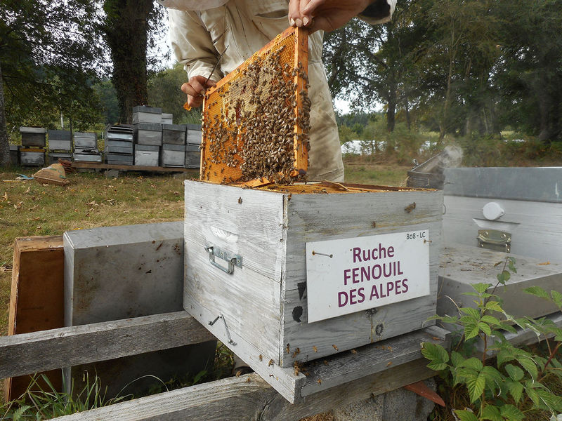 La ruche Fenouil des alpes