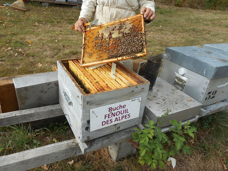 La ruche Fenouil des alpes