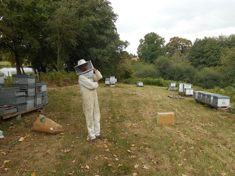 La ruche Fenouil des alpes