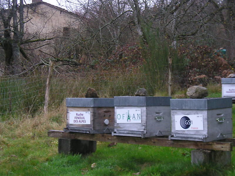 La ruche Fenouil des alpes