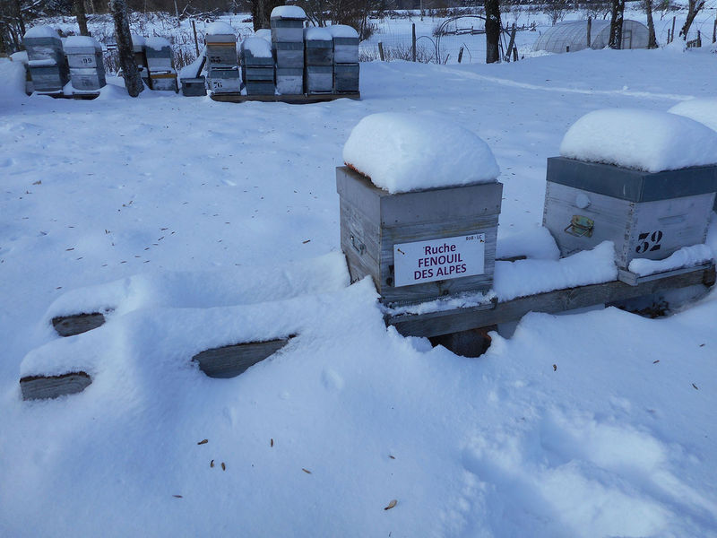 La ruche Fenouil des alpes