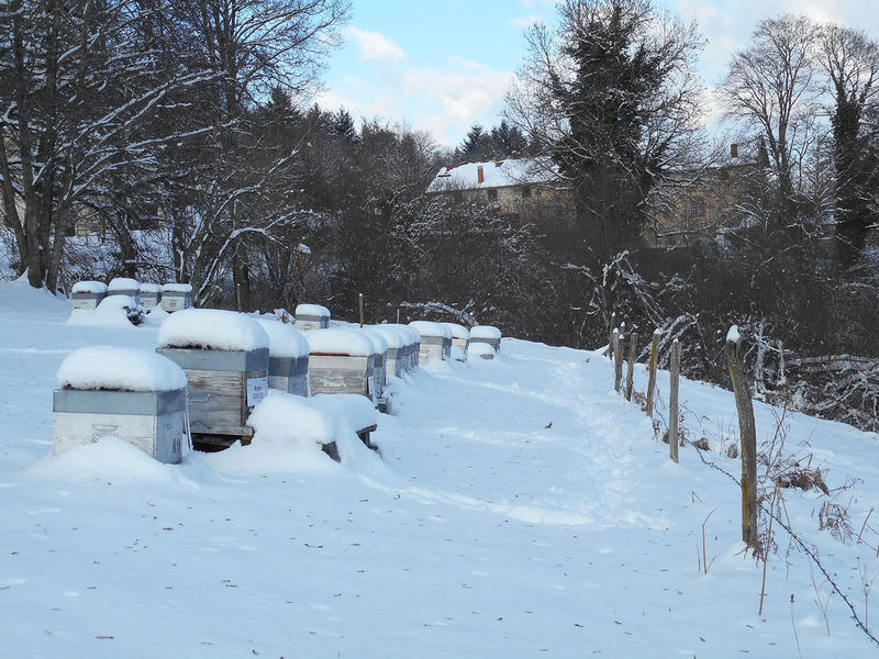 La ruche Fenouil des alpes