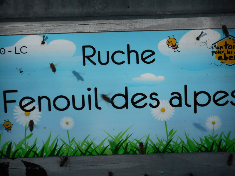 La ruche Fenouil des alpes