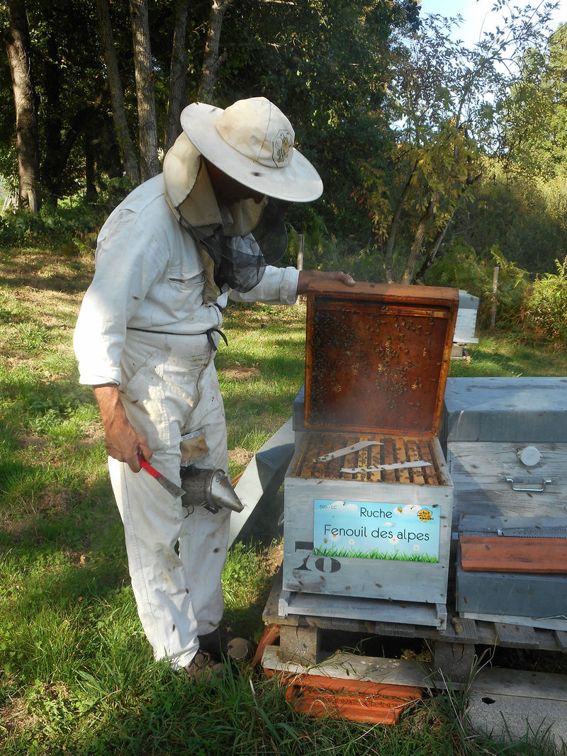 La ruche Fenouil des alpes
