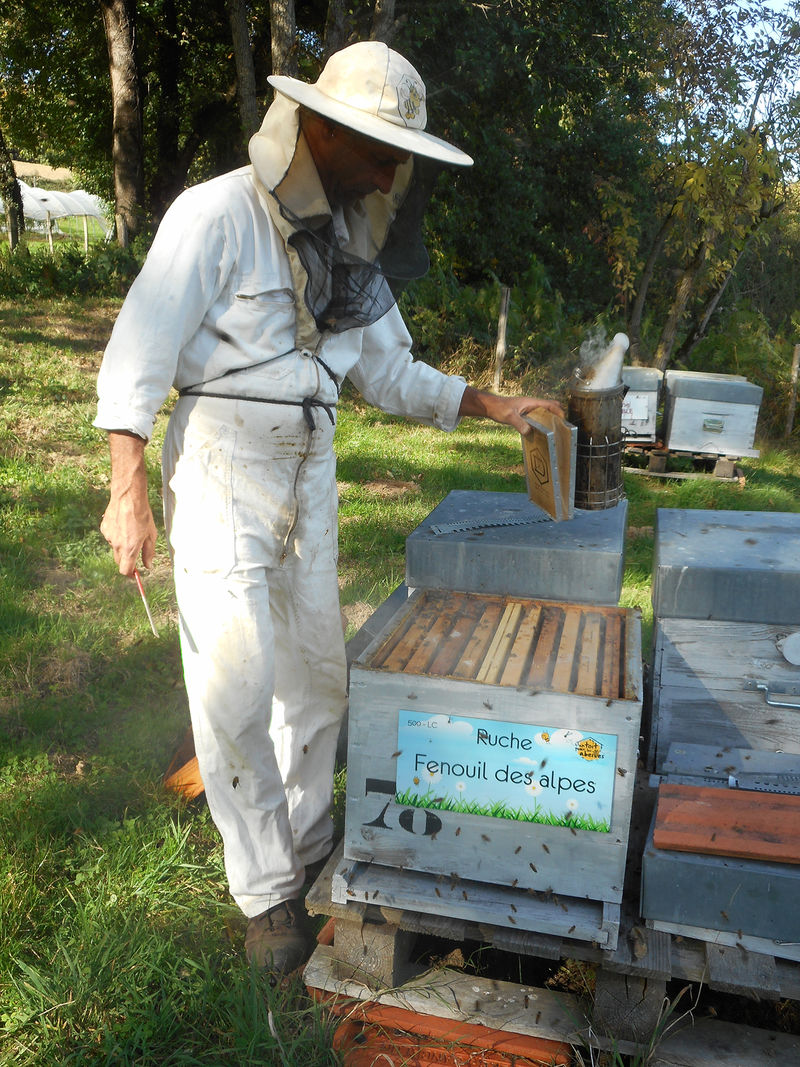 La ruche Fenouil des alpes