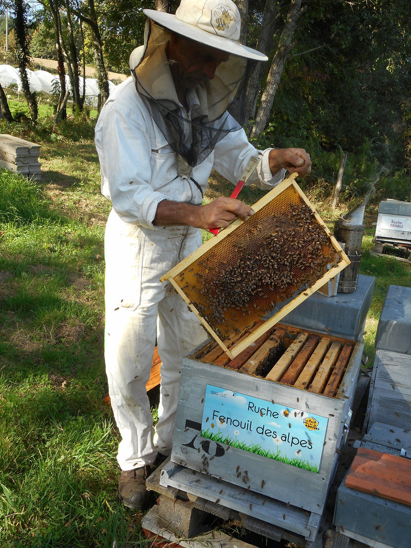 La ruche Fenouil des alpes