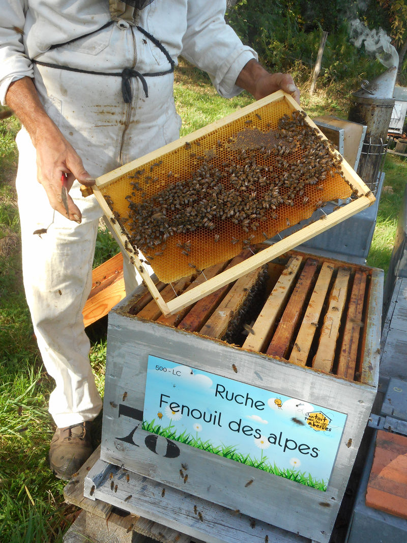 La ruche Fenouil des alpes