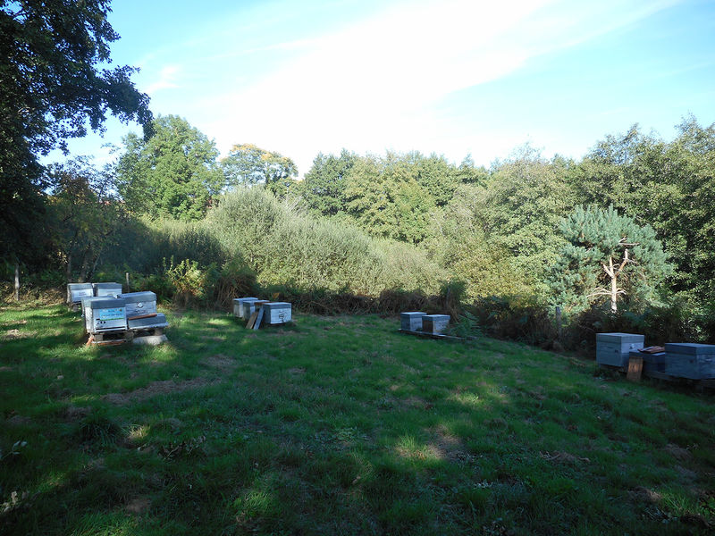 La ruche Fenouil des alpes