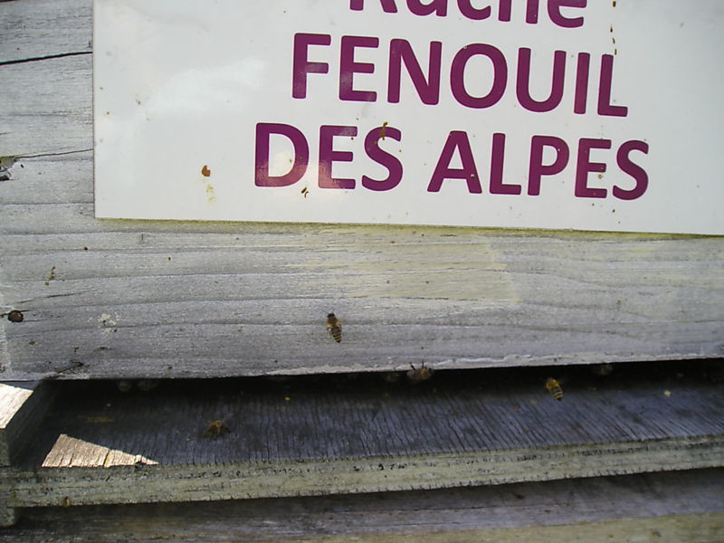 La ruche Fenouil des alpes