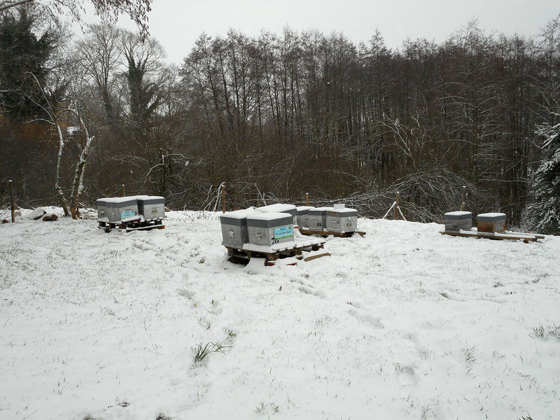 La ruche Fenouil des alpes