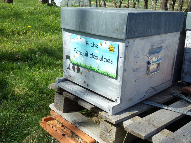 La ruche Fenouil des alpes