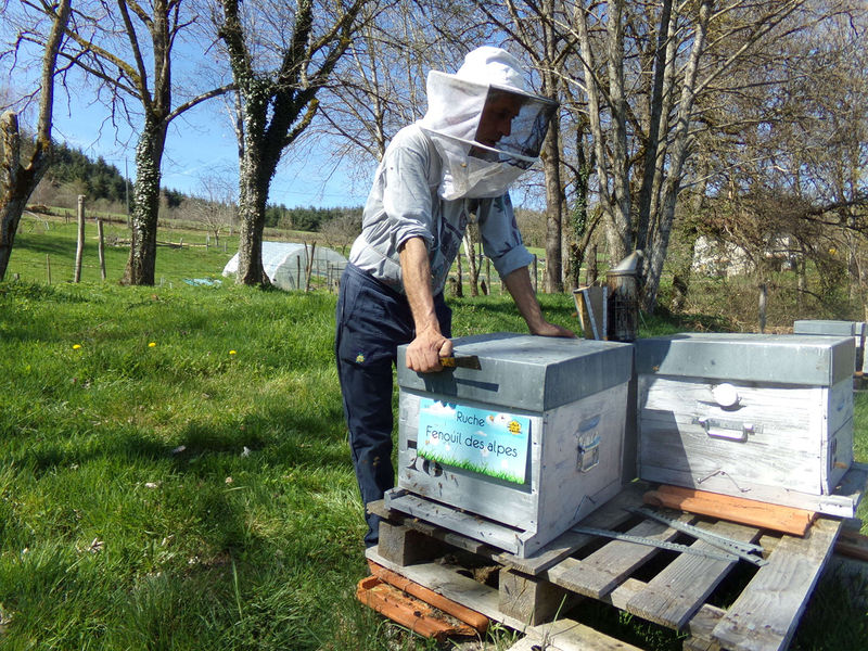 La ruche Fenouil des alpes