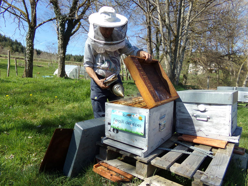 La ruche Fenouil des alpes