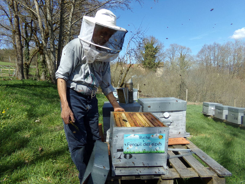 La ruche Fenouil des alpes