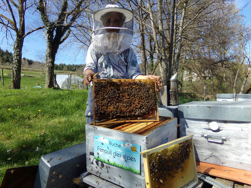 La ruche Fenouil des alpes