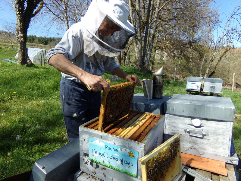 La ruche Fenouil des alpes
