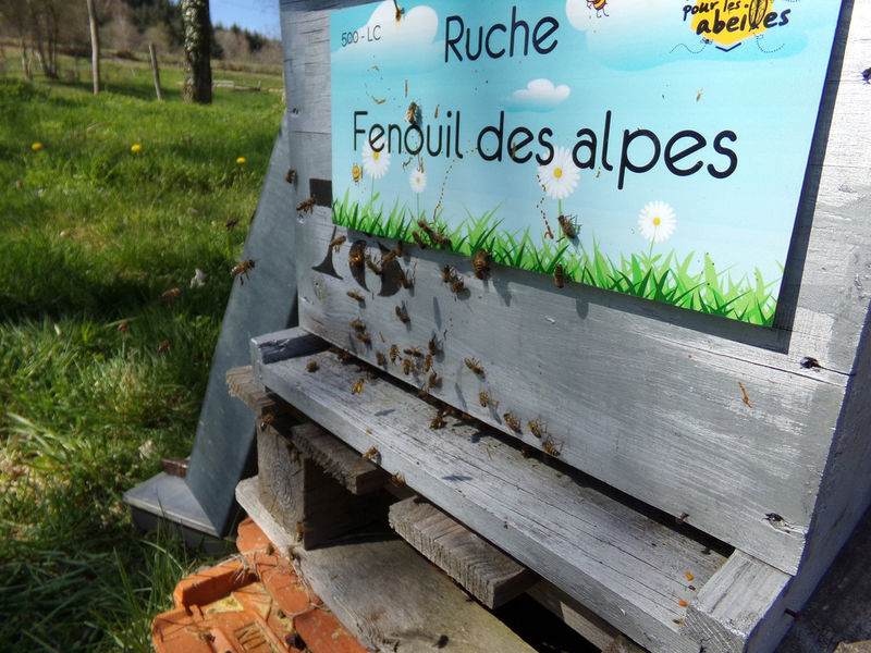 La ruche Fenouil des alpes