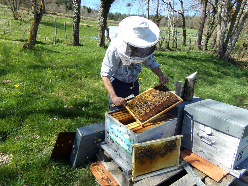 La ruche Fenouil des alpes