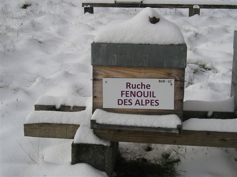 La ruche Fenouil des alpes