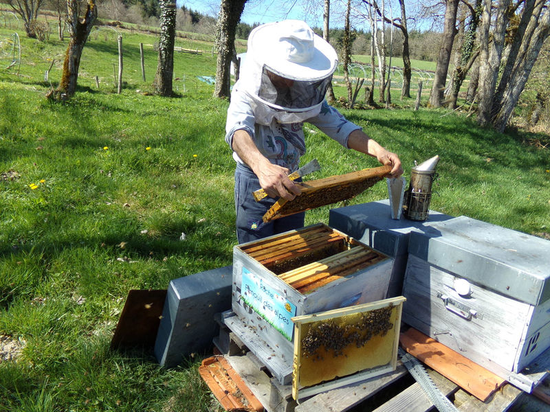 La ruche Fenouil des alpes