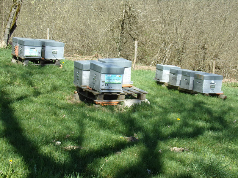 La ruche Fenouil des alpes