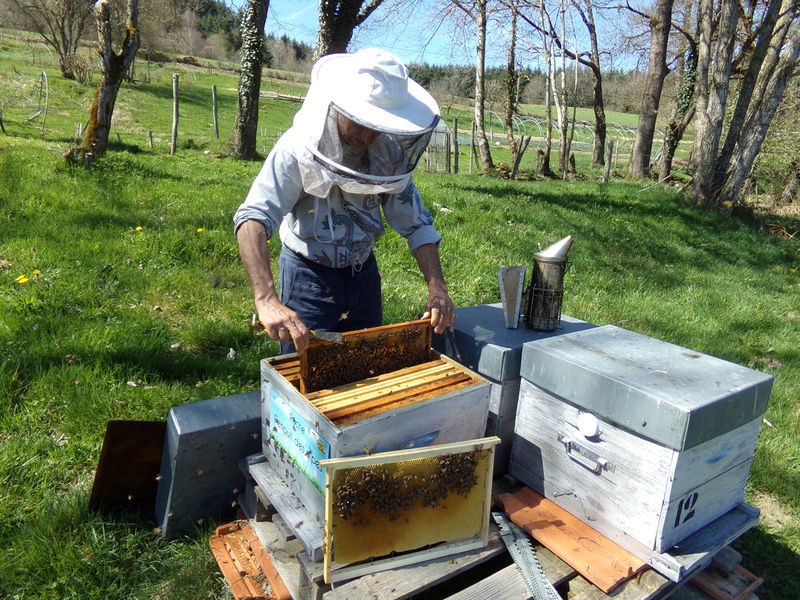 La ruche Fenouil des alpes