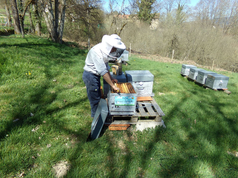 La ruche Fenouil des alpes