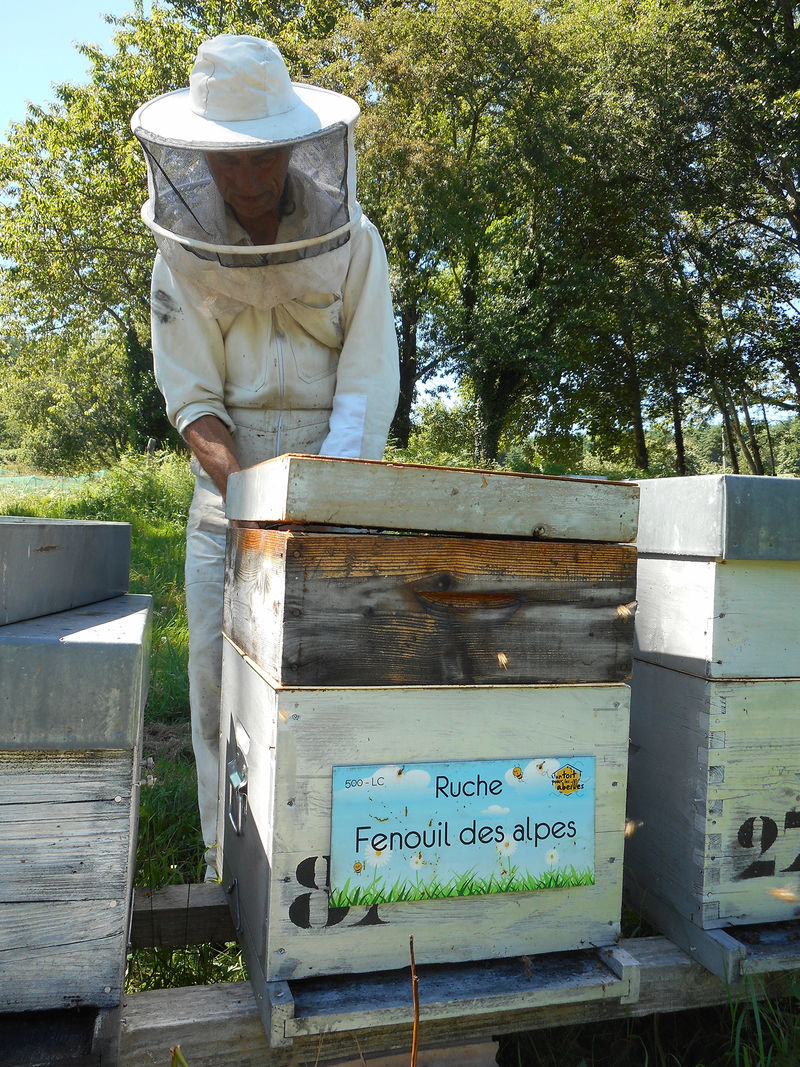 La ruche Fenouil des alpes