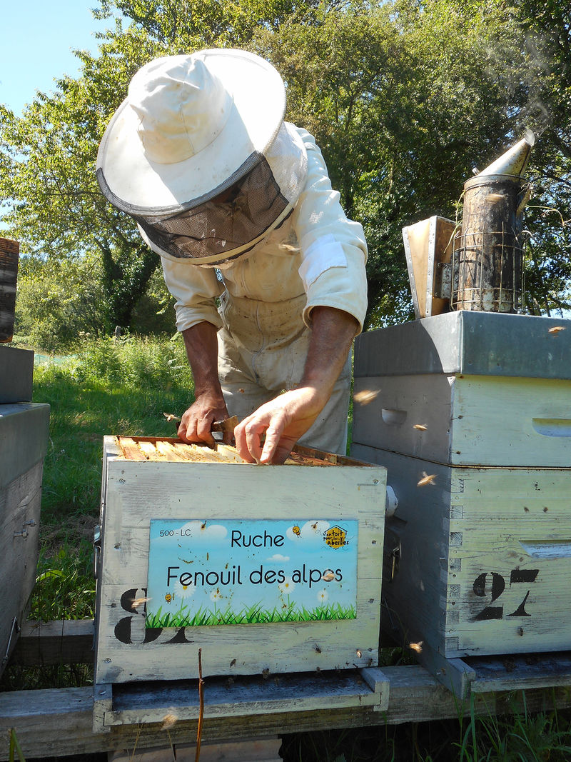 La ruche Fenouil des alpes