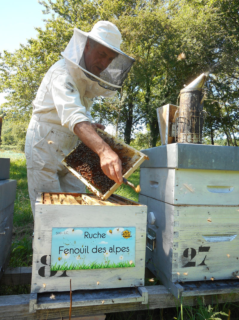 La ruche Fenouil des alpes