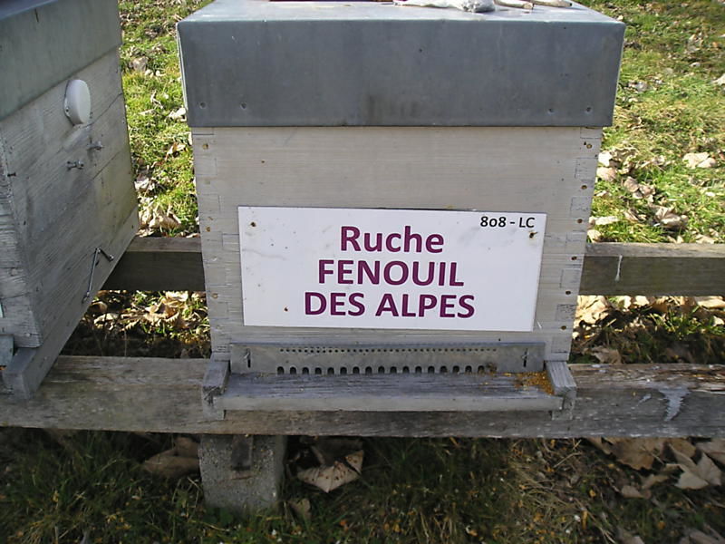 La ruche Fenouil des alpes