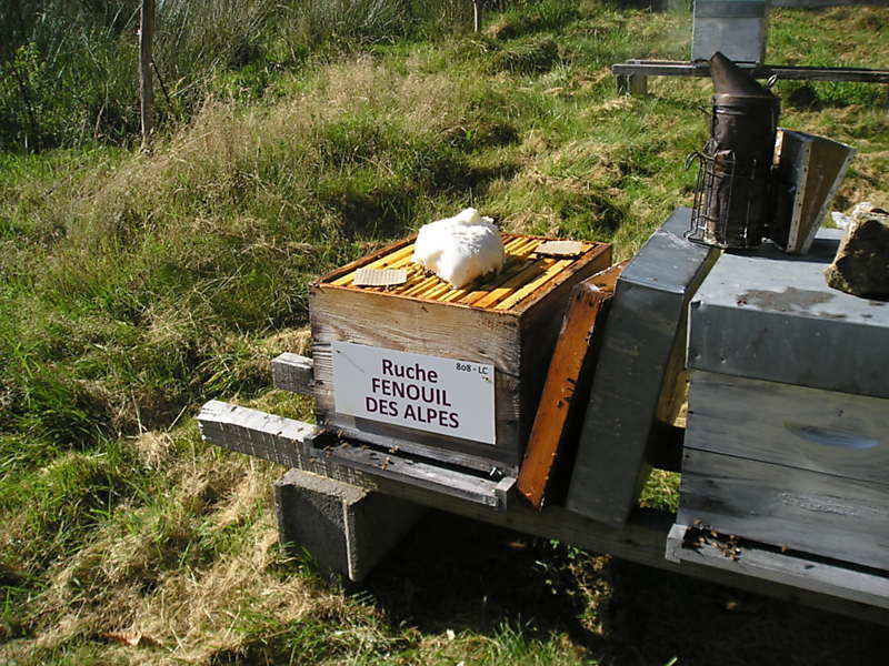 La ruche Fenouil des alpes