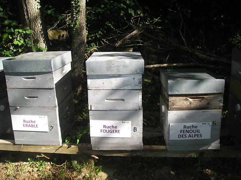 La ruche Fenouil des alpes