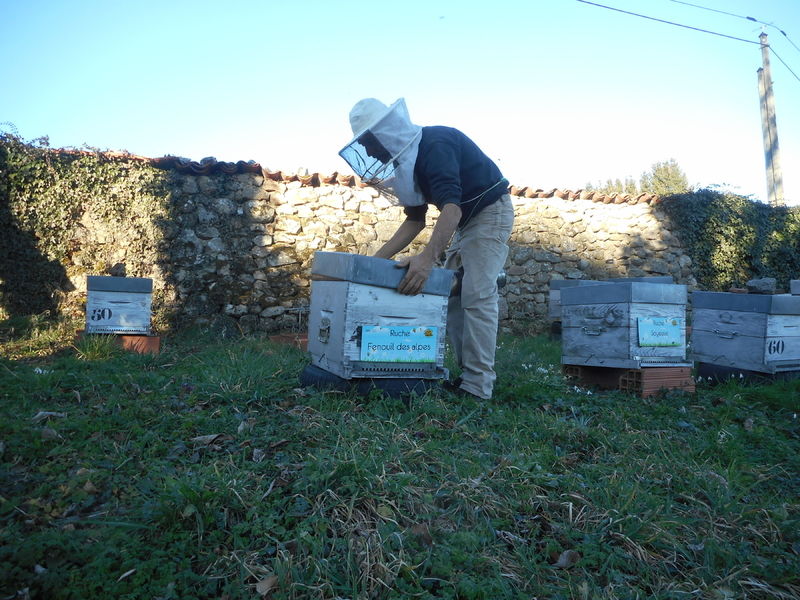 La ruche Fenouil des alpes