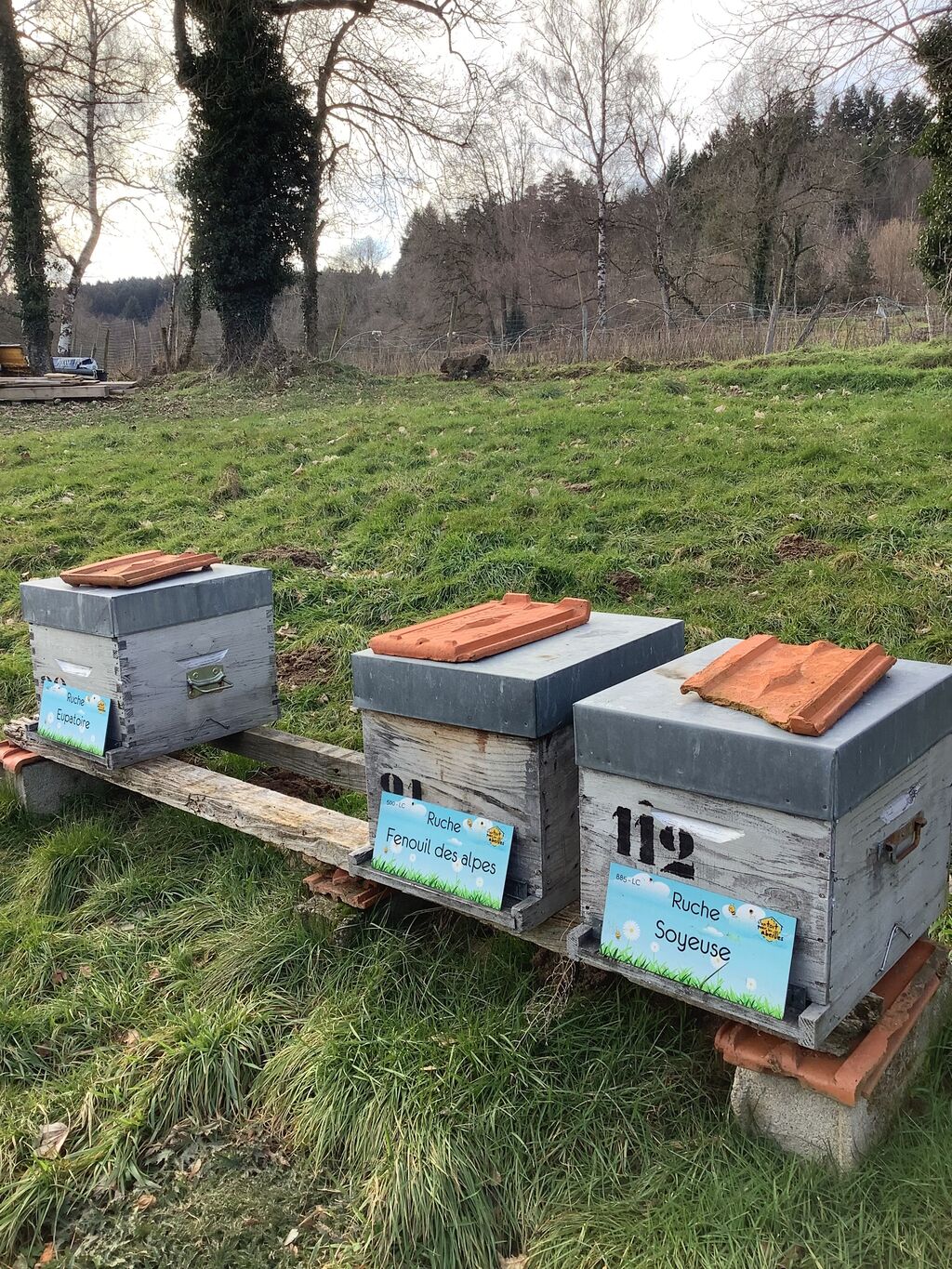 La ruche Fenouil des alpes