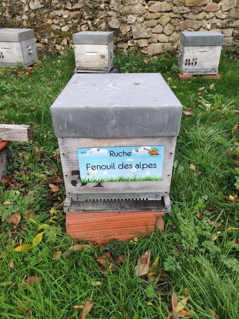 La ruche Fenouil des alpes