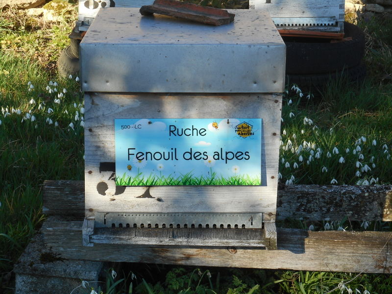 La ruche Fenouil des alpes
