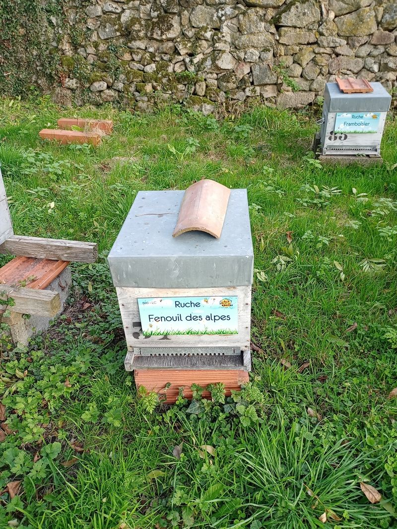 La ruche Fenouil des alpes