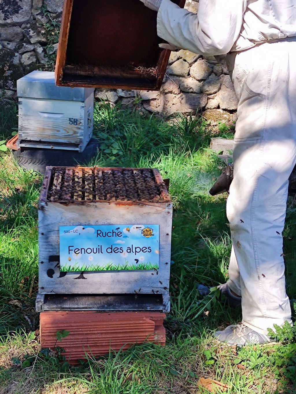 La ruche Fenouil des alpes