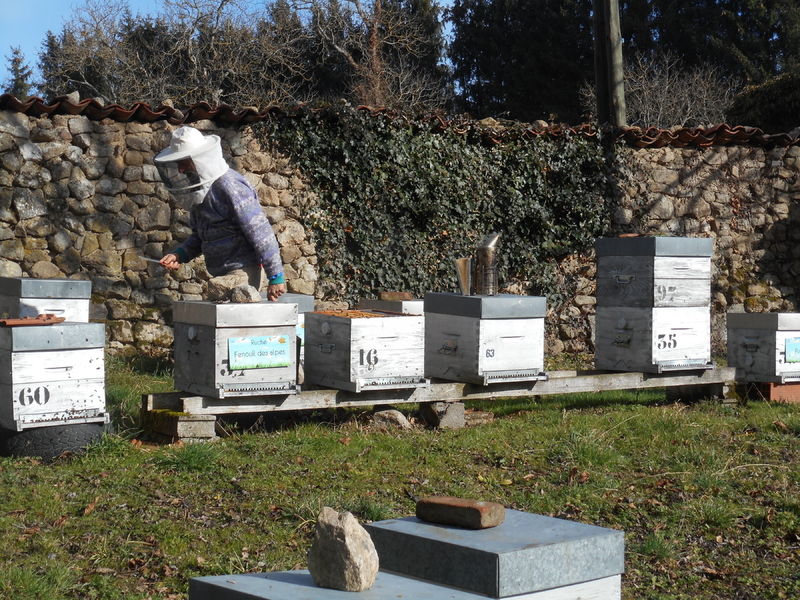 La ruche Fenouil des alpes