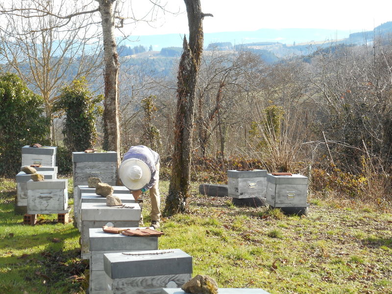La ruche Fenouil des alpes